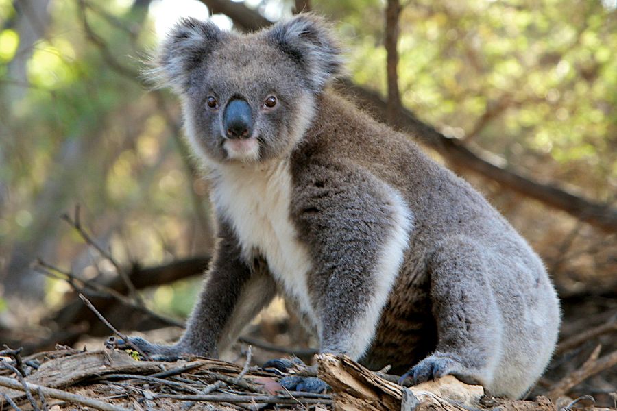 As au pair in Australia you will see nature and wildlife, such as this adorable Koala bear.
