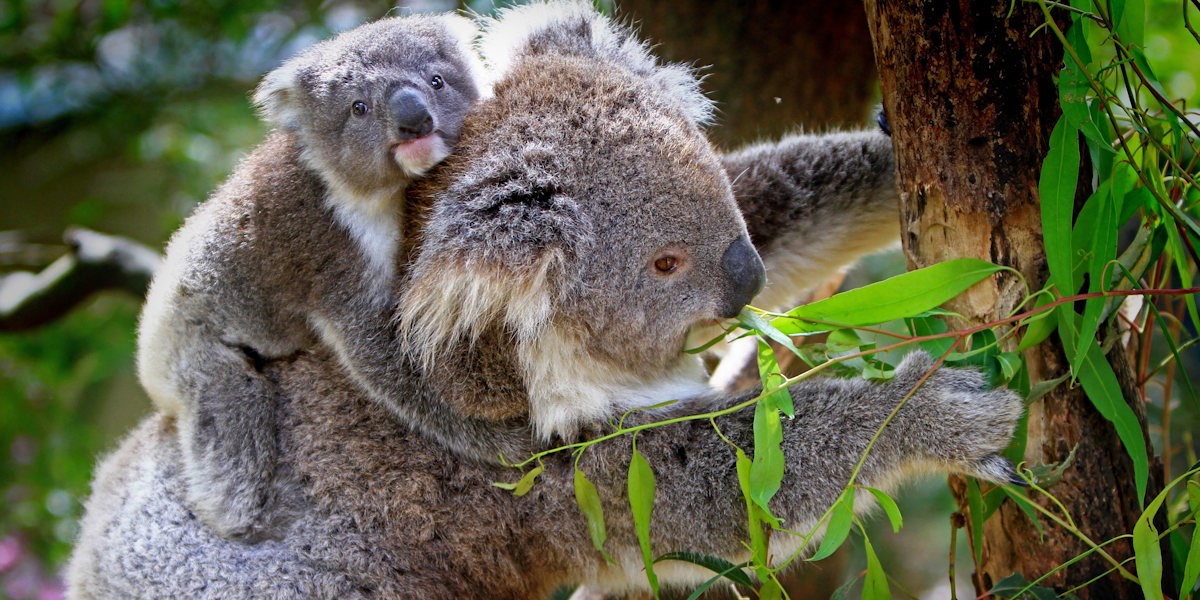 ARTE Documentary: Surviving in Australia's Wilderness