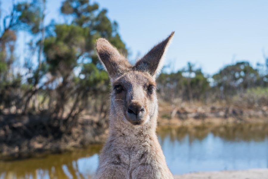 Kangoroo looking for Au Pairs