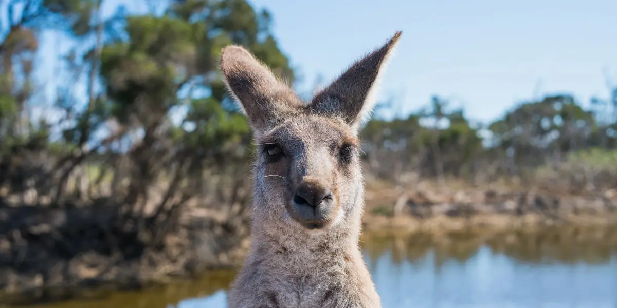 Au Pair in Australia or New Zealand: Finding the Perfect Host FamilyFinding the Perfect Host Family: Tips for a Successful Stay Abroad